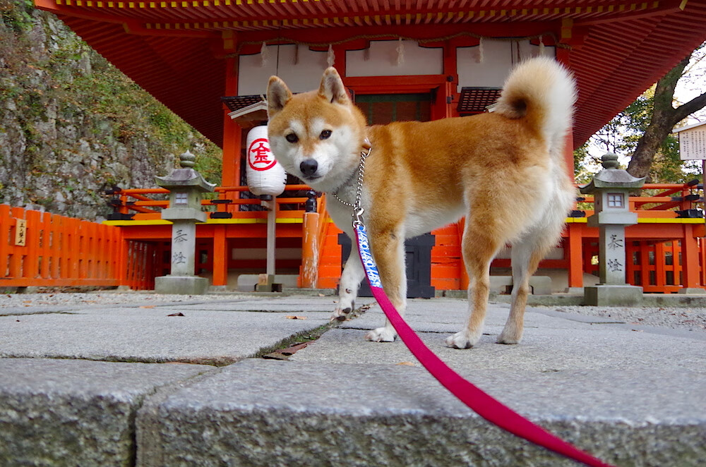 铁骑踏破山河，新王闪耀光芒，骑士横扫广厦队，东契奇高光表现铸就传奇