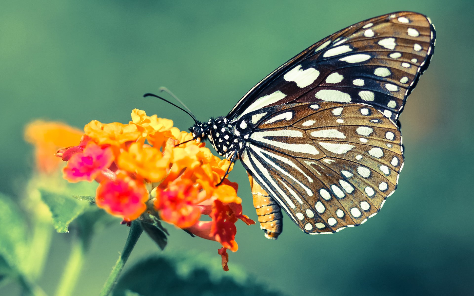 霍勒迪节奏完全掌控，雄鹿末节一波流带走国王