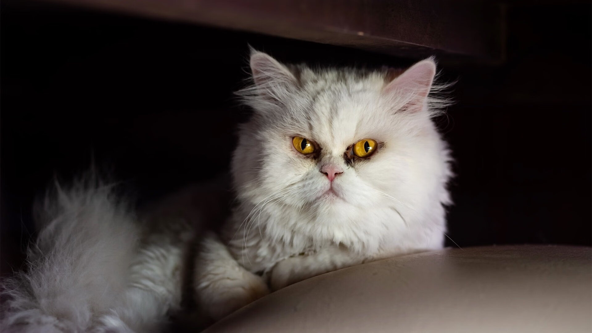 奥运周期关键战焦点战，湖人末节带走辽宁队，一场跨越时空的篮球对话