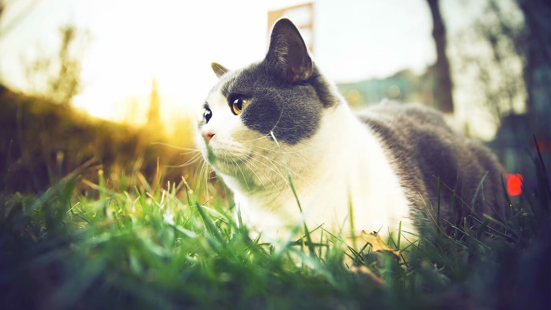 总决赛奇观，广东队单节魔术拉开分差，改写冠军走向