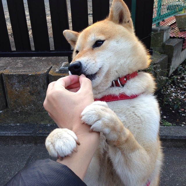 欧文回家之战,用41分冰封北岸花园,北京队虽败犹荣