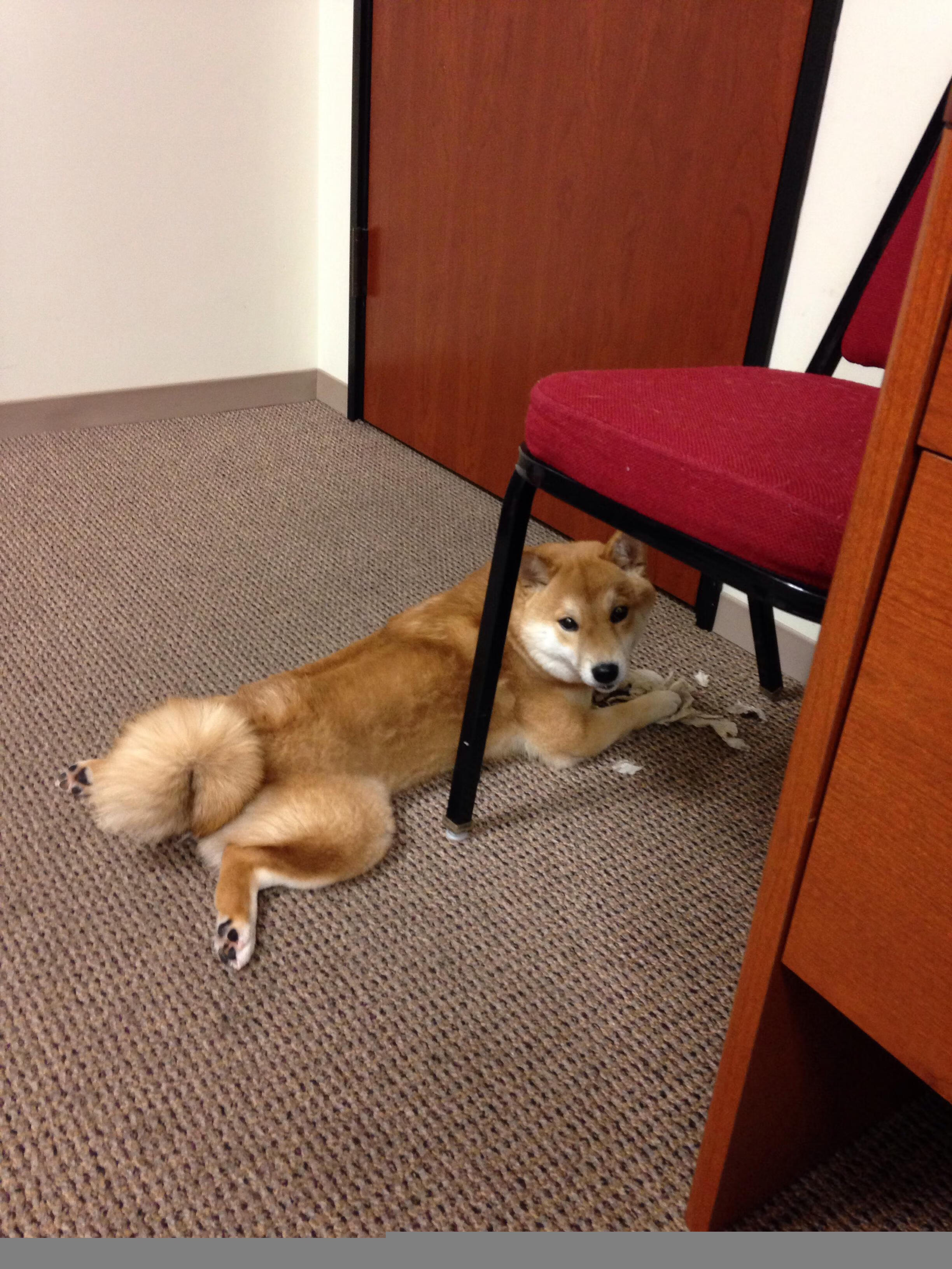 湖人客场踏平山西,福克斯高光表现诠释NBA级统治力